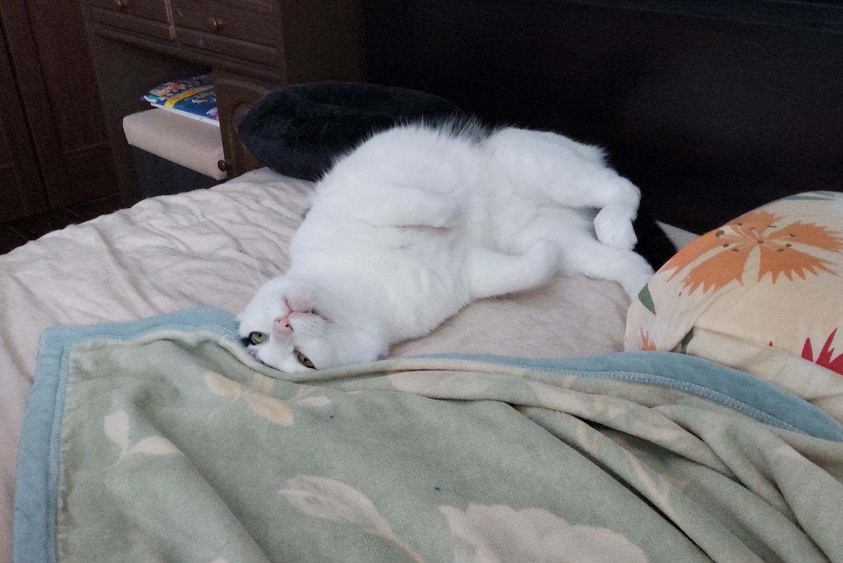 CAT_THE_FRIDAY's tweet photo. ７歳🎉🎂

#猫 #cat #誕生日 https://t.co/nLP8SSLzI1