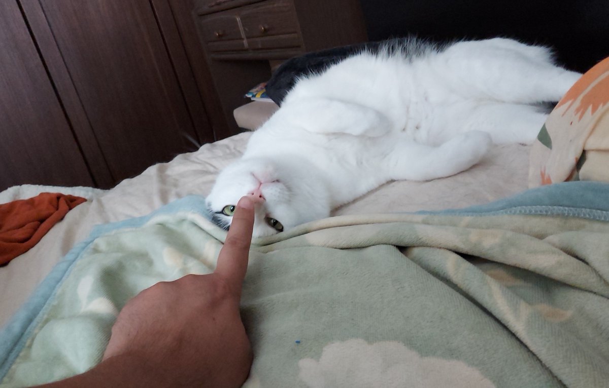 CAT_THE_FRIDAY's tweet photo. ７歳🎉🎂

#猫 #cat #誕生日 https://t.co/nLP8SSLzI1
