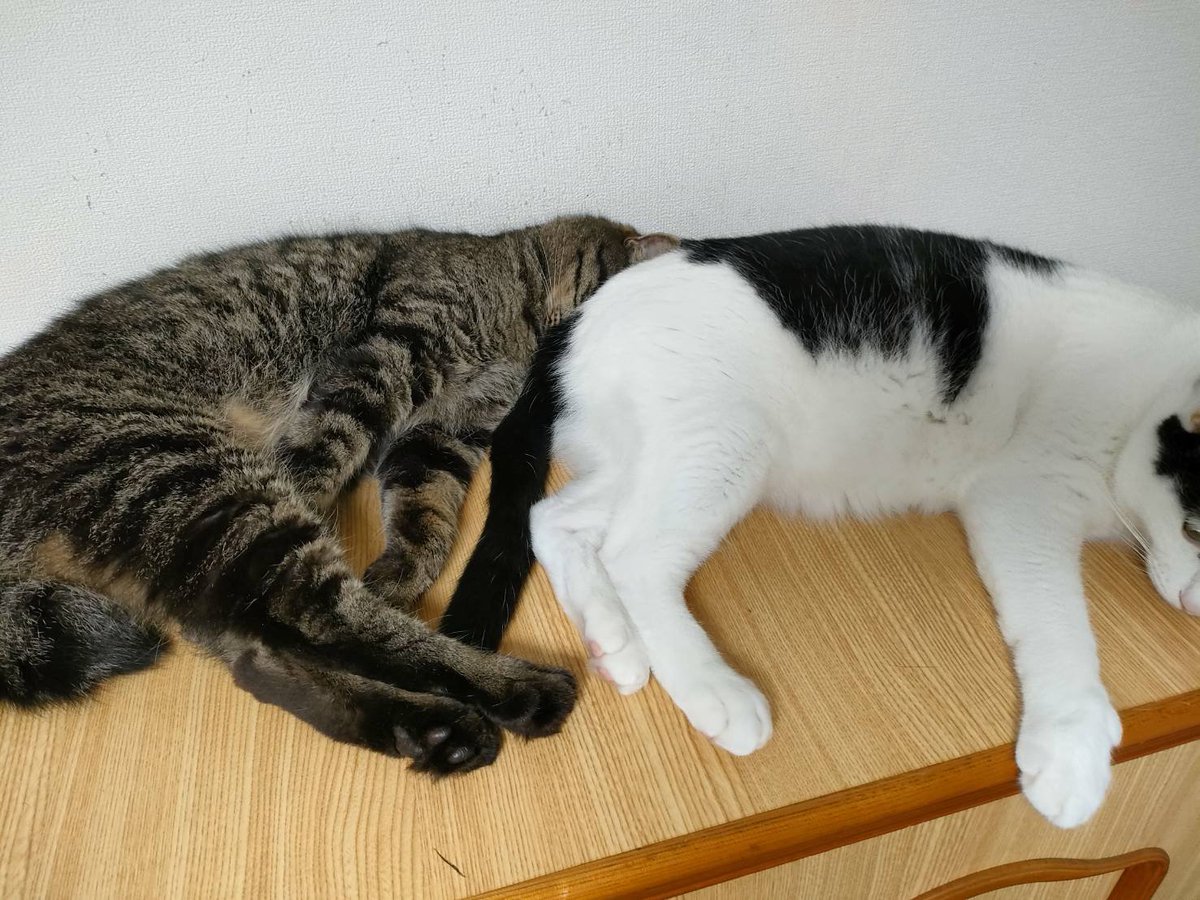 CAT_THE_FRIDAY's tweet photo. ７歳🎉🎂

#猫 #cat #誕生日 https://t.co/nLP8SSLzI1