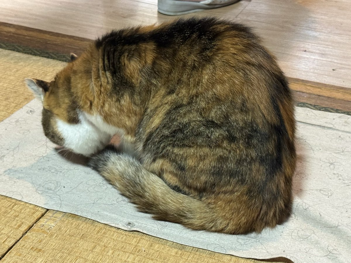 snatch7787's tweet photo. いっぱい撫でてもらって満足した上で「撫ですぎや」と噛みついて毛繕いに移行(蛮族 https://t.co/QRjI64EDR1