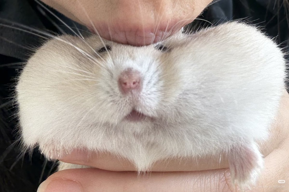TweetsOfHamster's tweet photo. Kiss 😘 https://t.co/rCNsnXHVpN