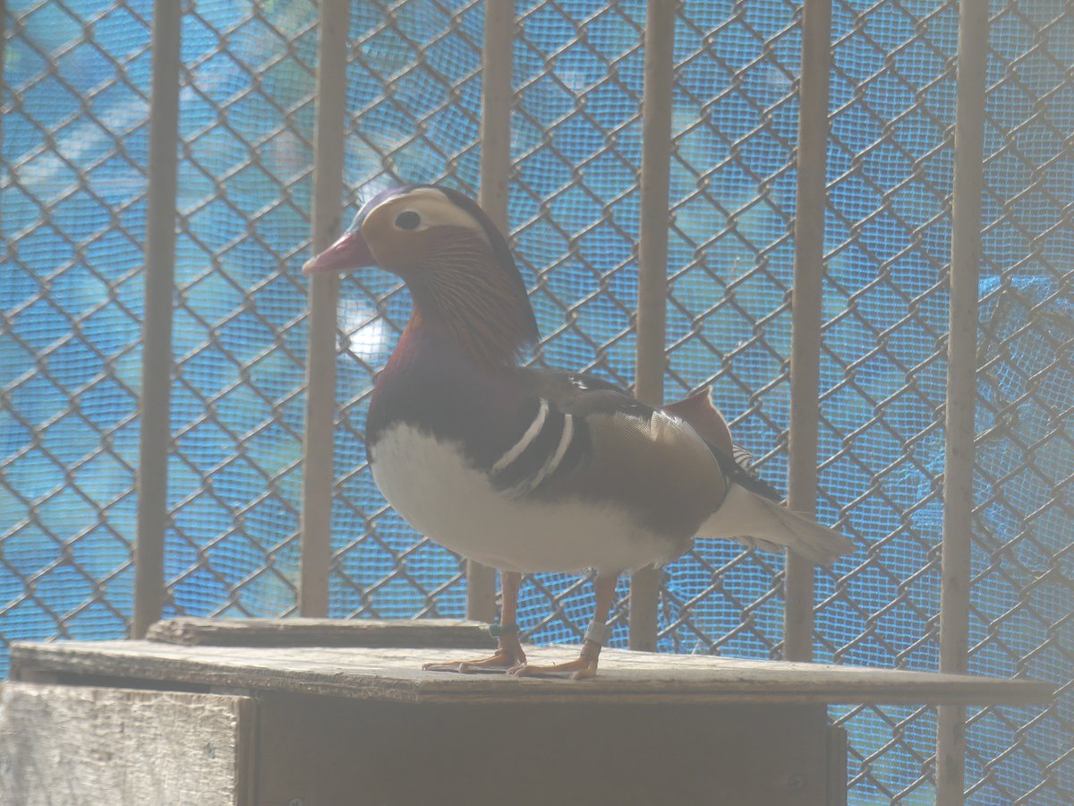 moriokazoo's tweet photo. 先日千葉市動物公園から４羽のオシドリがZOOMOに引っ越しをしてきました。現在は非展示エリアにて検疫をしており、いずれ現在の展示個体ともに展示をする予定です。

千葉市動物公園の皆様　ファンの皆様　大切に飼育いたします。

https://t.co/RyRHb5C48r https://t.co/GlH1UX69YB