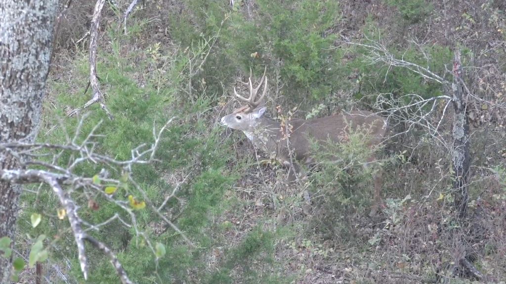 HLOmedia's tweet photo. Streaming now on:
https://t.co/RsizY6CRTR
Watch Dr Mason Harrell chase an Oklahoma Whitetail with Obsession Bows
#surrenderoutdoors #oklahoma #hunting #bowhunting #obsession #unique #beautiful #doctor #roku #rokuchannel #hlonetwork #hlomedia https://t.co/jz4u8bKzv7