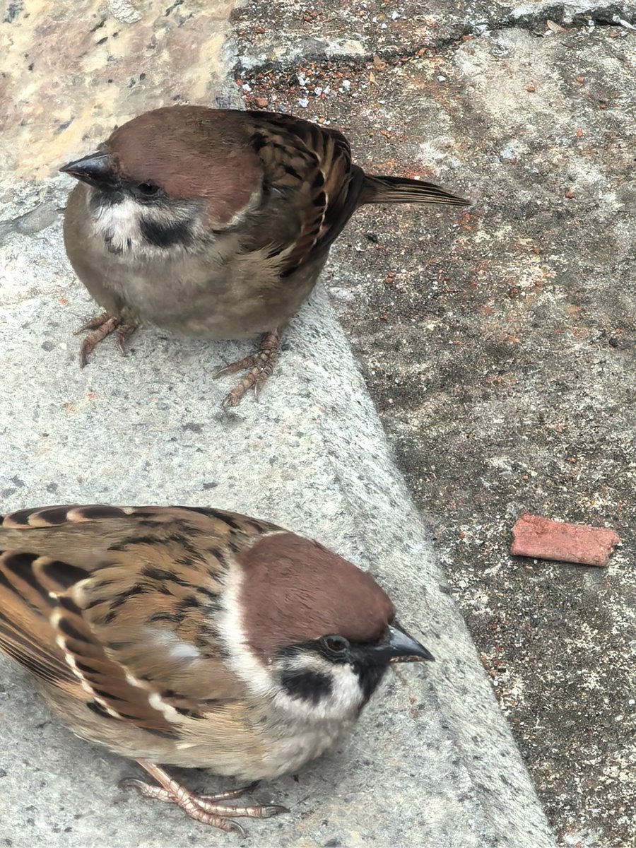 DashMound5kuu's tweet photo. [I saw a greedy sparrow wasting food by the lung-shaped window, and the flight attendant arranged it properly. #RandomDailyMoment]， https://t.co/fl1jt6LLgy