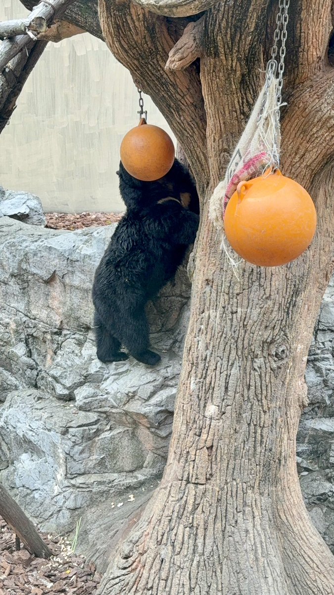 junradio81's tweet photo. 4月からゆるりと振り返る
このもふぷり🐻🍑がたまらんのよ🤤
この子の正体は?
ツキノワグマのクーちゃんでした🐻🌙
#クー
#ツキノワグマ
#moonbear
#上野動物園
2026/04/15 https://t.co/HLBt8KHhRc