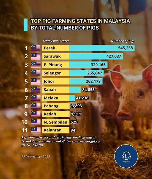 justjust0596's tweet photo. @Kamalarifiin @beng_fook @bckupacc99 @fahmi_fadzil @MCMC_RASMI @MKNJPM @KDNPUTRAJAYA @saifnasution @Sir_Azri @chegubard @HRHJohorII kau sudah ternak dan makan babi ke?🤣 https://t.co/OROB6bRxmd