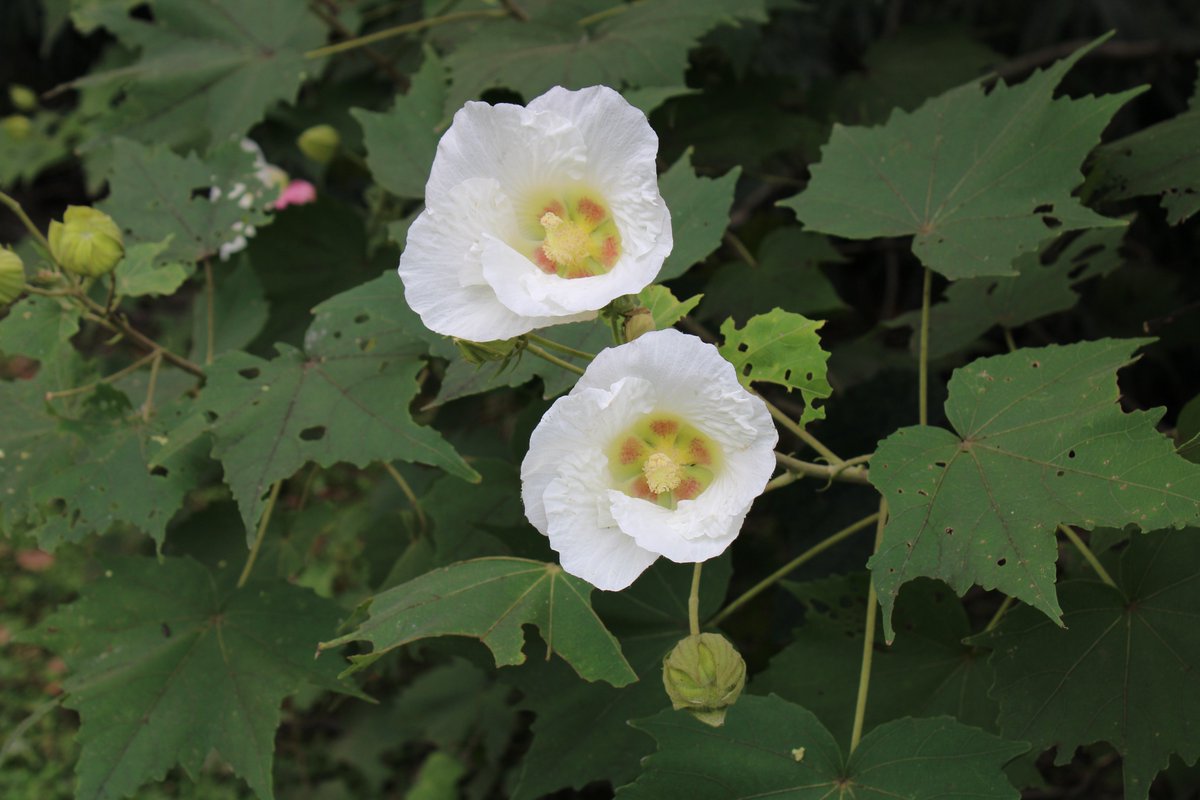 HamarikyuGarden's tweet photo. 花木園付近にて、#スイフヨ�� (酔芙蓉)が咲いていました。
午前中に撮影したので、午後になるにつれてピンク色に変化していきます。

#浜離宮恩賜庭園 #garden https://t.co/G3maKkM4U1