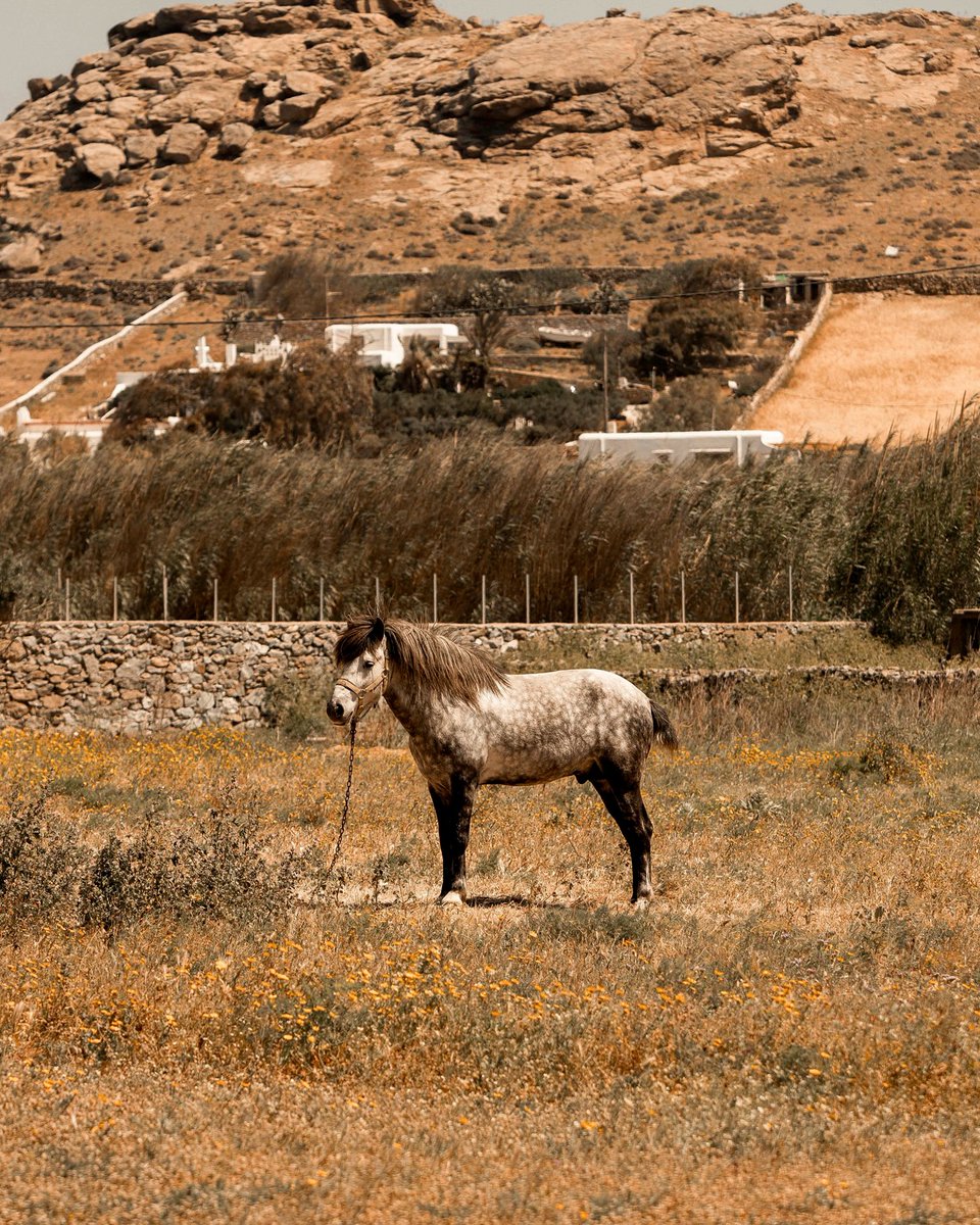 DiamondFoxjd0z's tweet photo. The little donkey of Dengdan is running around the field!， https://t.co/JcOFi3lyAk