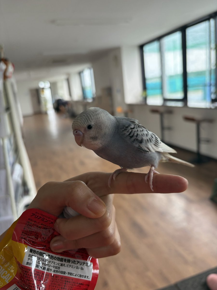 QZFWUCxsvW34892's tweet photo. 北新横浜のテニスコートでインコ保護したのですが、誰か飼い主さん探してませんか？

#インコ　#インコ保護　#インコ迷子
#セキセイインコ #北新横浜　#神奈川インコ https://t.co/ZXd1ZnCFw6