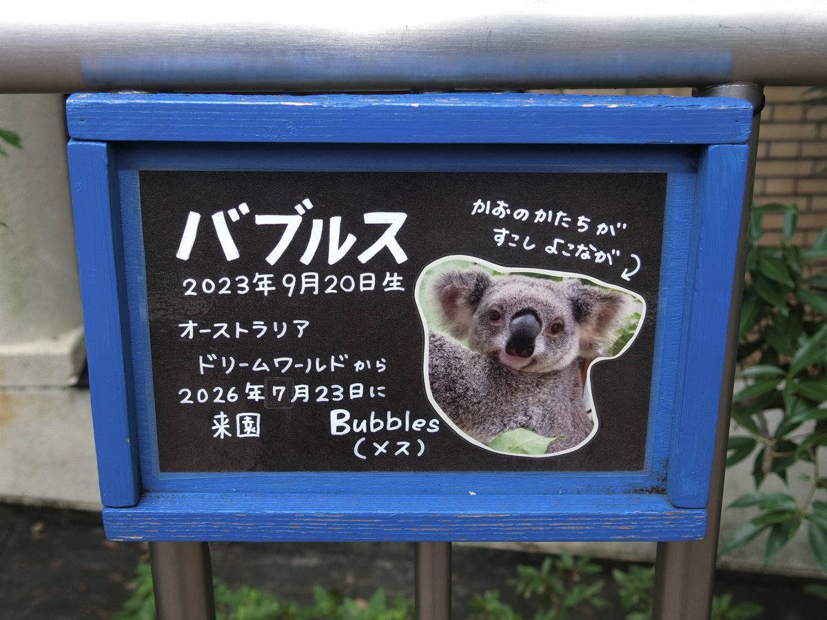 applekanon's tweet photo. 2026.10🌿コアラの時間🐨埼玉こども動物自然公園。🇦🇺から来日した🐨バブルス♀と🐨アーノルド♂に初めて会えました。2頭にようこそ🇯🇵埼玉にとあいさつできてうれしかったなぁ。@saitamazoo_tw https://t.co/bmU6Sqjo79