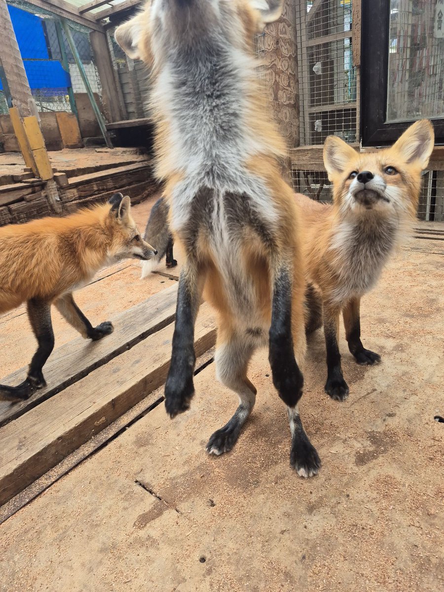 kon_fox_village's tweet photo. 突然の二足歩行にビックリな後ろの子 https://t.co/3nyzhb0M6f