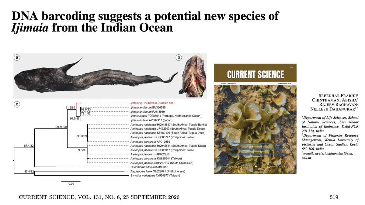 LabRajeev's tweet photo. When you get a cool little deepsea fish from marine bycatch, and find it to be a potentially undescribed species! 🐟🐠
#deepsea #marinebiodiversity #barcoding
@KUFOS1 @ShivNadarUniv
https://t.co/L2oMTChEHo https://t.co/SaCmWxkhb1