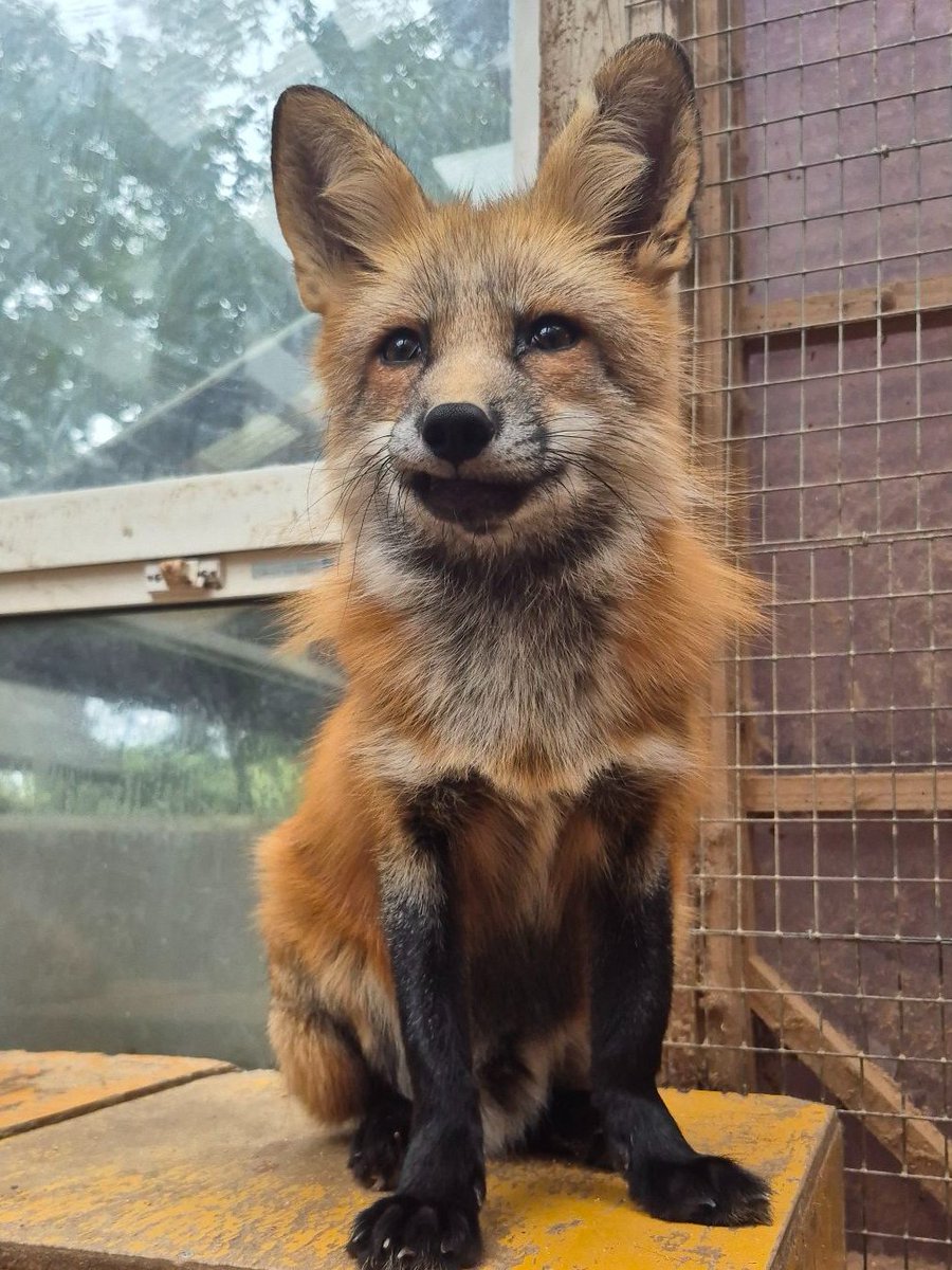 kon_fox_village tweet picture
