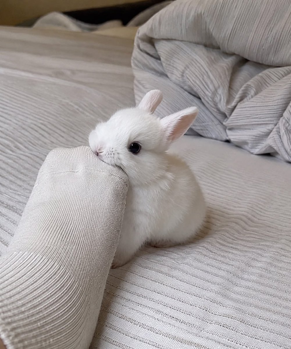 flutterbunbun tweet picture