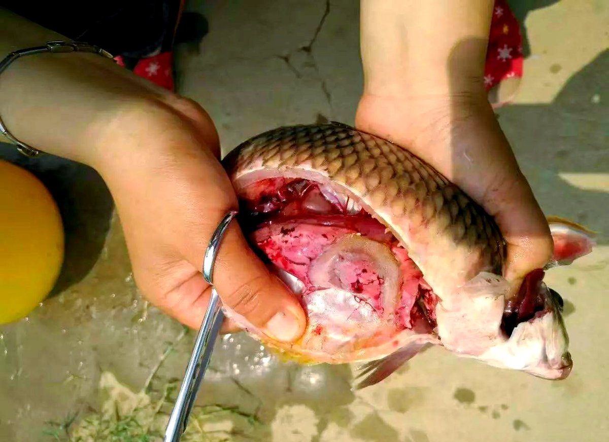 JackCarterkkpe's tweet photo. When my kid accidentally found a swollen尤傧 fish while exploring a stream, the寻尤尤泄傧 sight made me stop scrolling my phone at once! https://t.co/KbRk2QAT88