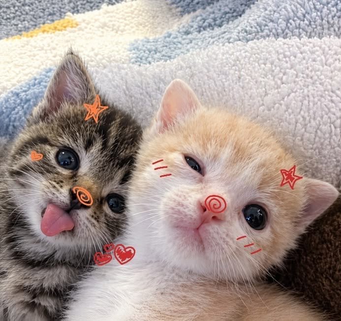 eomseaniee's tweet photo. 젬썽즈 🐱🐈 𖾕𖾝꙼ᩚ𛲕𖾟 https://t.co/YwcyhGcmdM