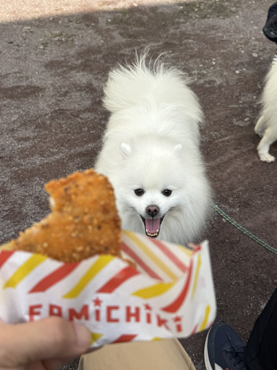 muro_p's tweet photo. 昨日の朝散歩！🐶🐶
週替わりの限定味のファミチキ🤤

#親子犬
#ファミチキ
#スモーキーペッパー
#日本スピッツ https://t.co/jIFgXWCrvT