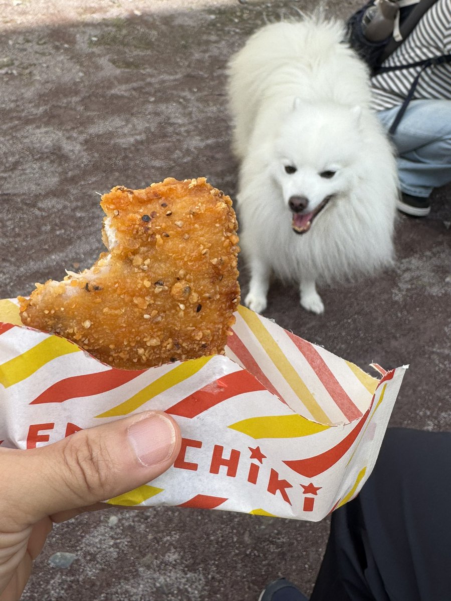 muro_p's tweet photo. 昨日の朝散歩！🐶🐶
週替わりの限定味のファミチキ🤤

#親子犬
#ファミチキ
#スモーキーペッパー
#日本スピッツ https://t.co/jIFgXWCrvT