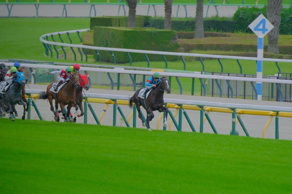 ashibera's tweet photo. グランヴァレイくんと合わせてて気になってたシルヴァノーブルくん新馬勝ちおめでとうございます🎊 https://t.co/r9vkk8bvDB