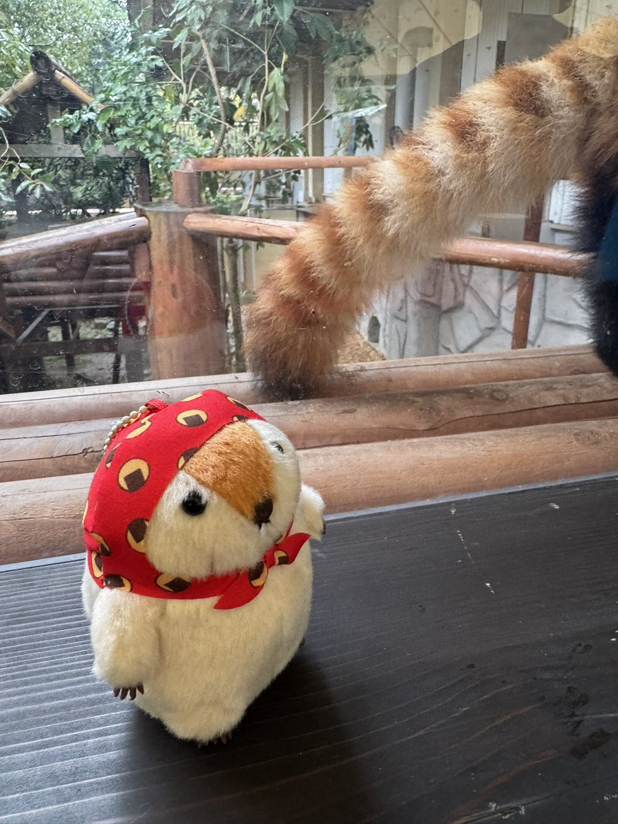 mamomin_aaa's tweet photo. 誰のしっぽかなアーーー？

#マーモットのもっとっと広場 https://t.co/B8xSiNKgNZ