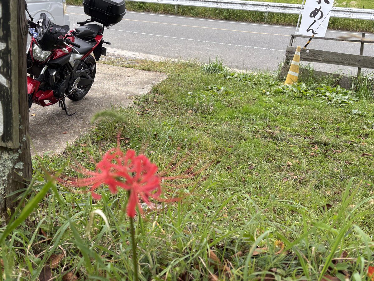 haltomy0647's tweet photo. 京都亀岡まで早朝ツーリング🏍️
彼岸花の名所らしきところの近くを通り、
何本かはまだ良い色でしたのでバイクと撮影
かなり寒かったので「あたご屋」さんでとろろうどんを頂く
#ツーリング https://t.co/Ffa553qgvU