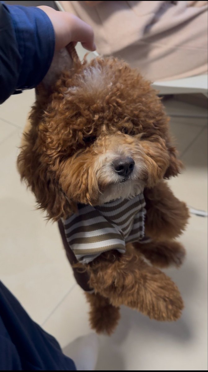Joern1mn's tweet photo. 大酱闷豪
看在我小泰迪的面子上
点个关注吧
#蓝v #浇朋友 https://t.co/m2rrHBnRcp