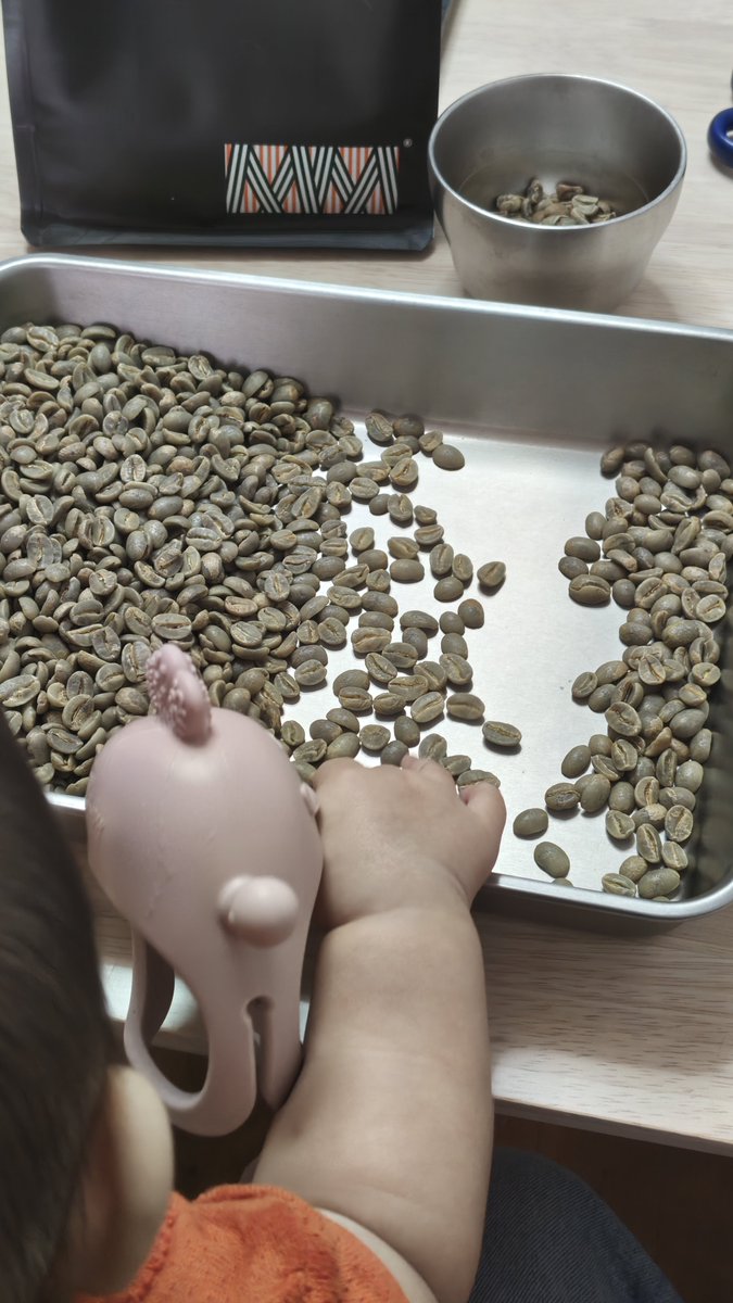 suru_coffee's tweet photo. 生後6カ月にハンドピックを説明してます https://t.co/YUZay5nvWA