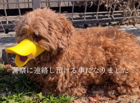mama88872520's tweet photo. #愛知県  豊田市  豊田市浄水町  マクドナルド  付近
10/3保護、豊田警察署 一時預かり📢  みよし市
#トイプードル ♀️ ベージュの首輪  アヒルの口輪😱
#迷子犬  #迷い犬   無事お家に帰れてますように🙏
保護主様IG https://t.co/cpzVYIh0vD より🙇‍♀️ https://t.co/gSjPqFhhu0
