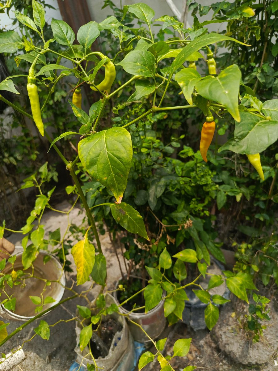 echoerf's tweet photo. Mini garden my mamak. https://t.co/TDJV5F7HEq