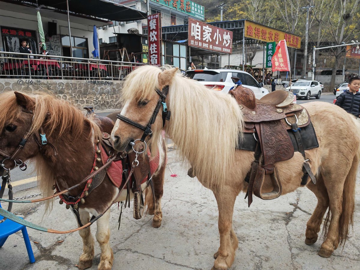 VictoriaSawwrk's tweet photo. I met a horse with a兜鬃偶挝 mane in the old town alley—what a surprise! https://t.co/yuB1fzZ1FH