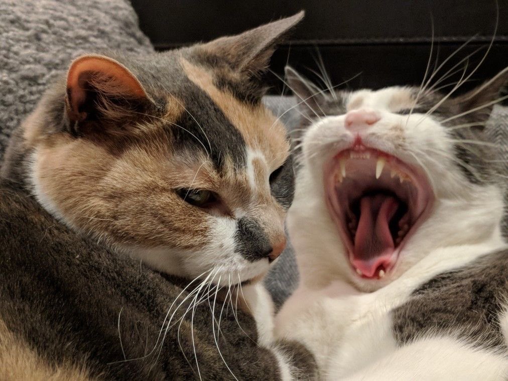 3yoosh44's tweet photo. يضحك مرا يشبهو ذي الصوره🙀 https://t.co/PqNwGrTm9y