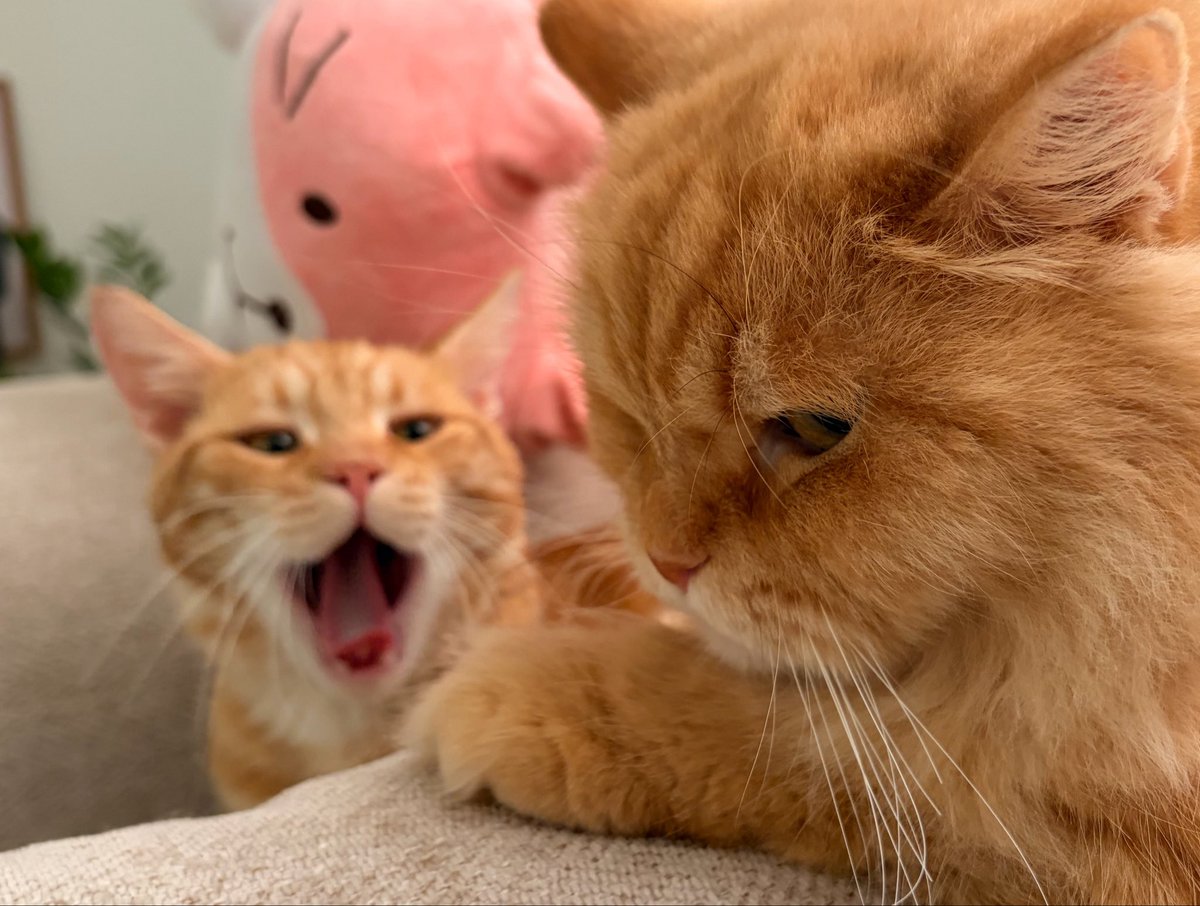 3yoosh44's tweet photo. يضحك مرا يشبهو ذي الصوره🙀 https://t.co/PqNwGrTm9y