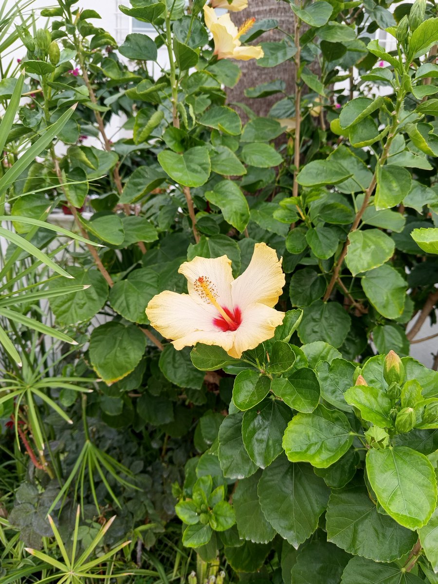 Cba02296901's tweet photo. Günaydın çiçek gibi iyi pazarlar🌼 https://t.co/PBGTsQ0SPB