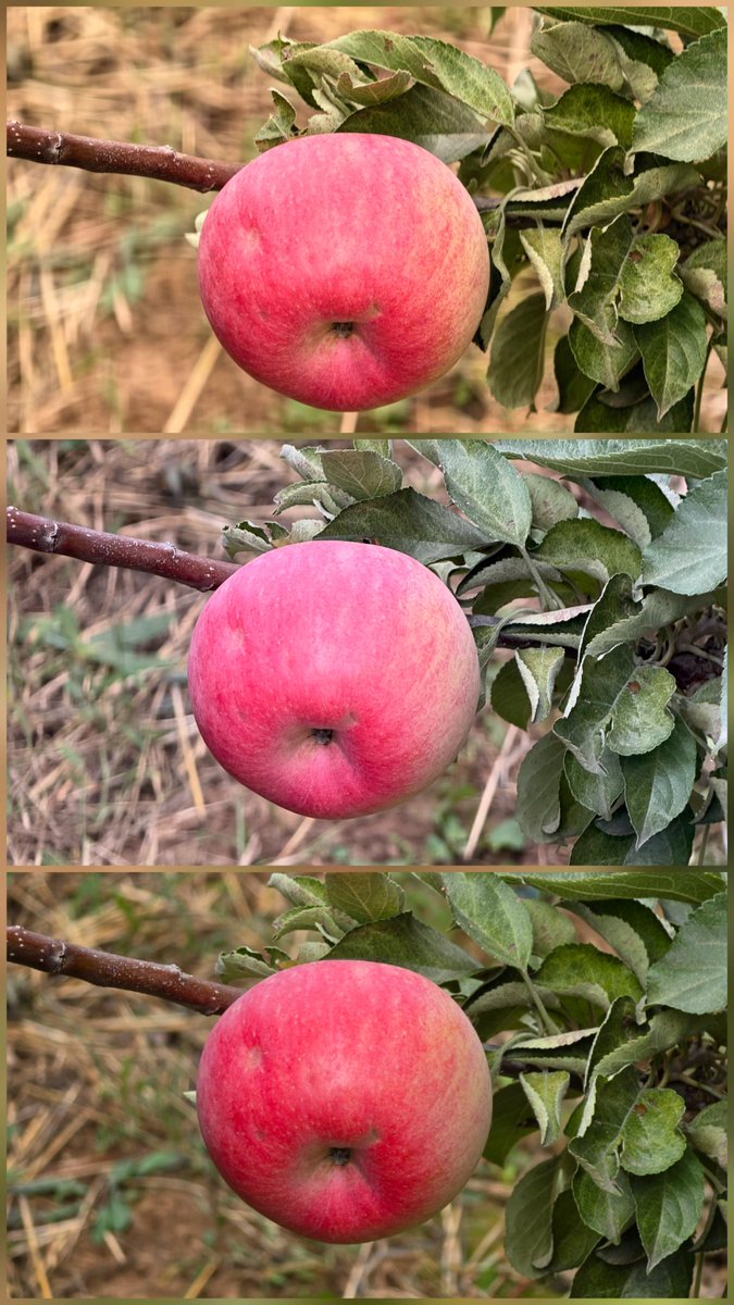 UniverseIce's tweet photo. 5x zoom comparison, in order: Huawei Mate 90 Pro Max, iPhone 18 Pro Max, and Galaxy S26 Ultra.

1. Huawei Mate 90 Pro Max: The color of the apple itself is the most accurate of the three. However, the overall image has a slightly warm, yellowish cast, making the leaves look a bit too yellow and dry. A slight shift toward green would make it much closer to the actual scene. The out-of-focus rendering also looks quite strange.

2. iPhone 18 Pro Max: The color deviation is quite obvious. The entire image has a noticeable reddish cast, and the white balance is way off.

3. Galaxy S26 Ultra: Overall, this is actually the closest to what the scene looked like in real life. The apple itself is a little more saturated than it should be, but the out-of-focus rendering looks the most natural of the three.