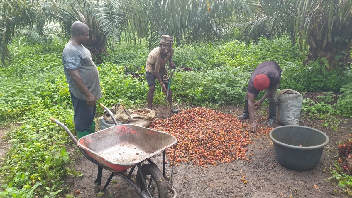 FungomF's tweet photo. Hello Cameroon 🇨🇲 

Happy weekend from us at the #FungomFarms.

Invest in your rural communities! https://t.co/N6yq0GRAtd