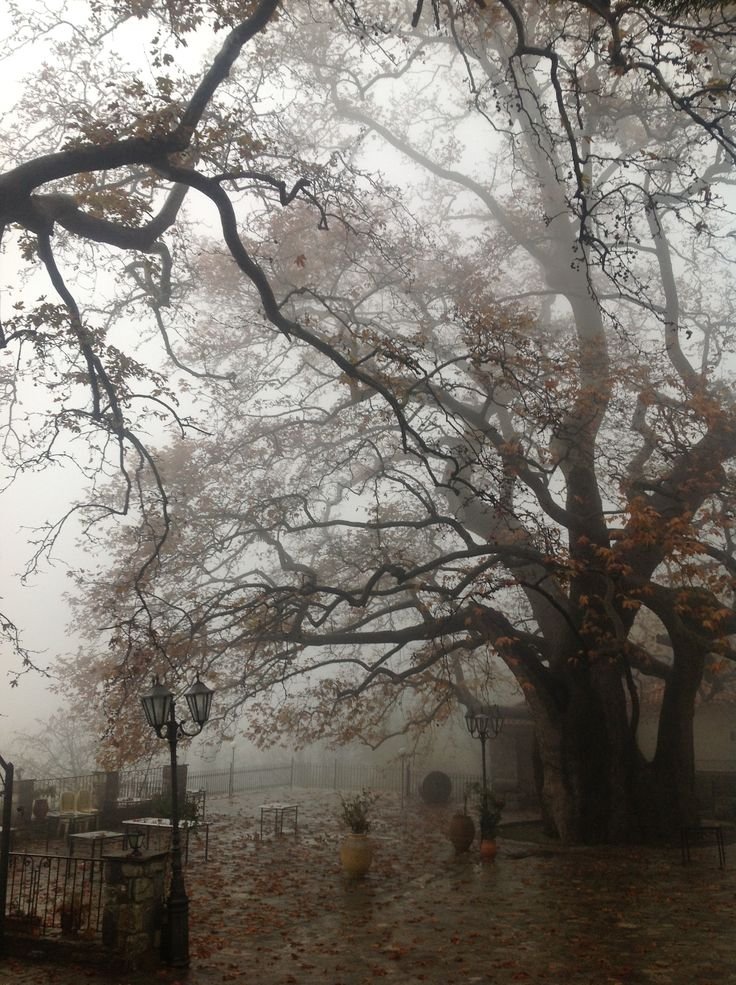 elemmiressoul's tweet photo. foggy autumn. https://t.co/XyPxtu8QPw