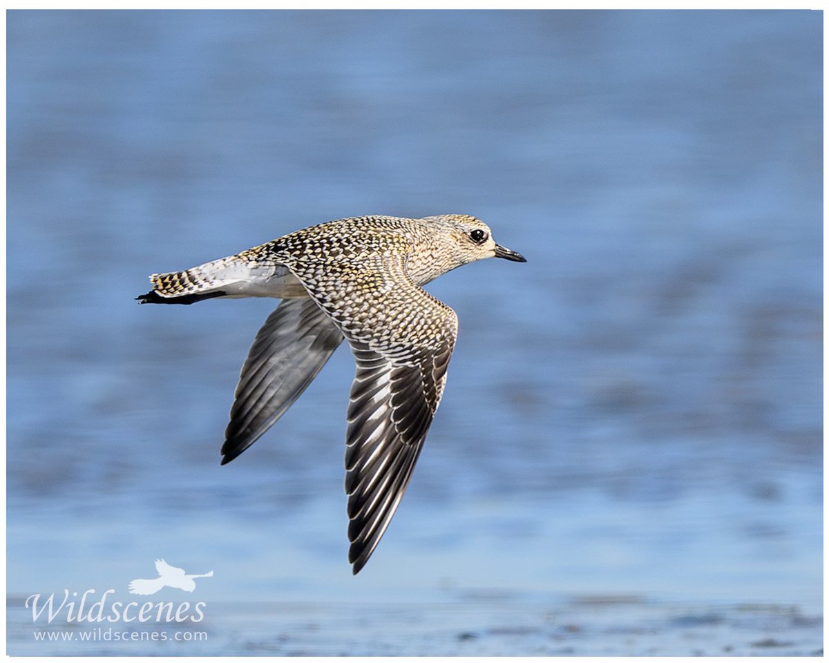 WildscenesUK's tweet photo. Grey plover on the Wadden Sea, #Texel. Not common and certainly not approachable. This was a fly by white we were photographing the godwits
📷 Z9 with 600mm f/4 TC VRS
@UKNikon @waderquest @BirdGuides 
#waders #shorebirds https://t.co/GA9pYIhROY