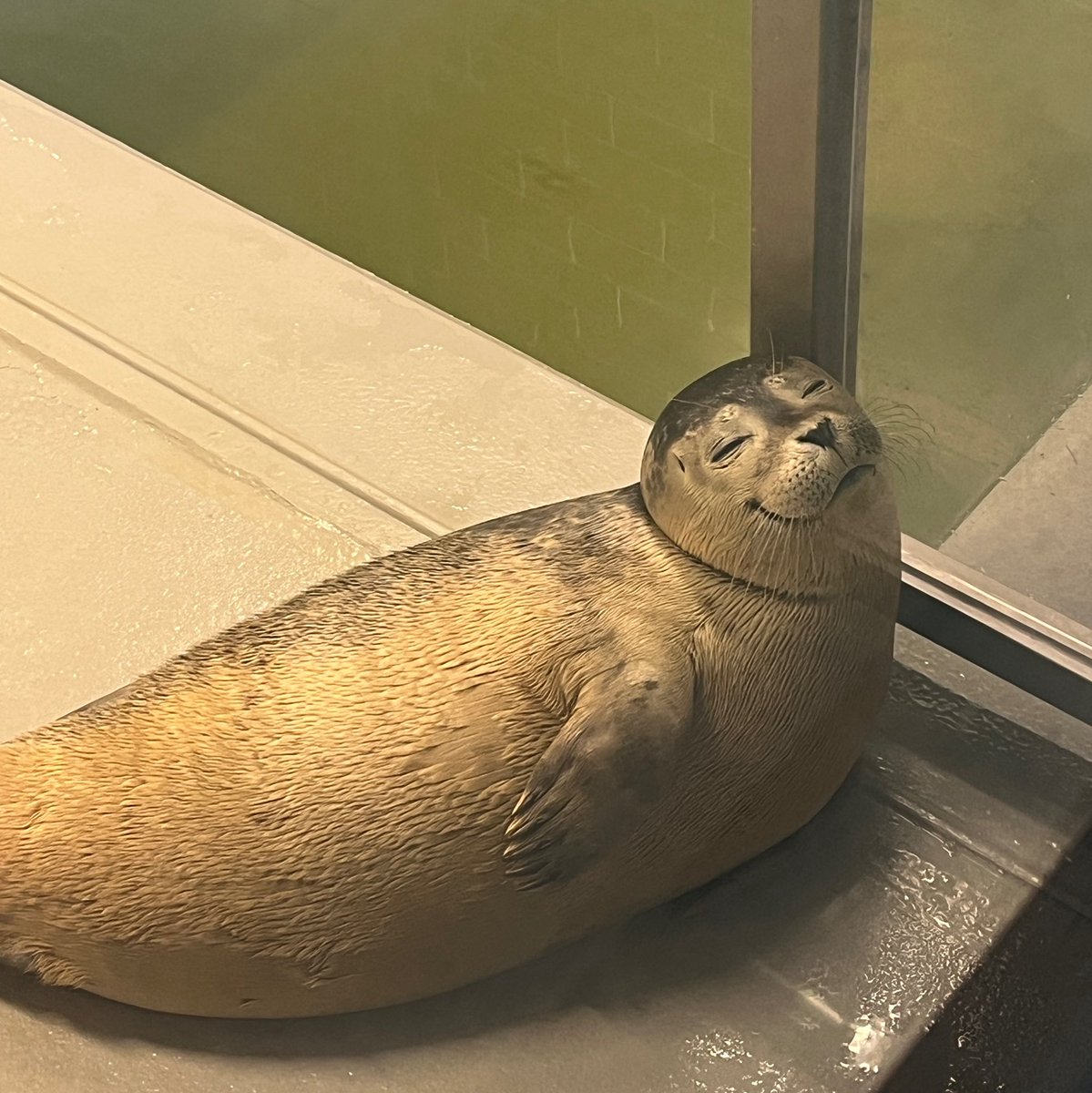 Zeehondencreche's tweet photo. We’re going live in 30 minutes for World Animal Day! 🥰

🦭 Watch the livestream here: https://t.co/TPSYTI1vBB https://t.co/YrSQlgSEfL