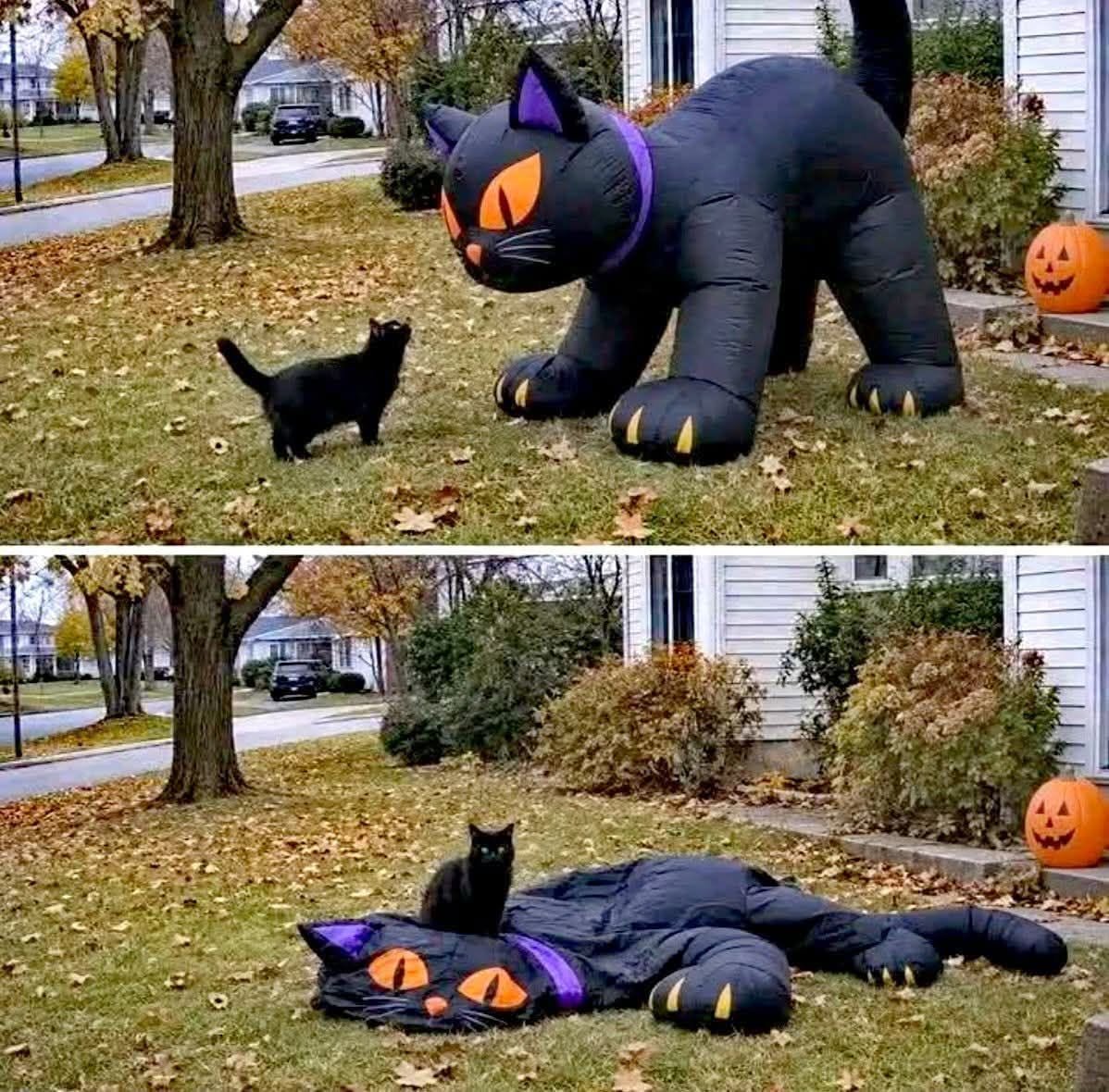 gagademonchat's tweet photo. Halloween is coming! Cats are ready! 😸 https://t.co/SFg2IwajaO