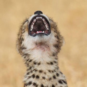 TheRealCanBest's tweet photo. @AntonyNgele O ntse o nona Satan... soon o tloba le mkhaba!!!😭😭😭😭😭😭🤣 https://t.co/EbVDCnC7pU