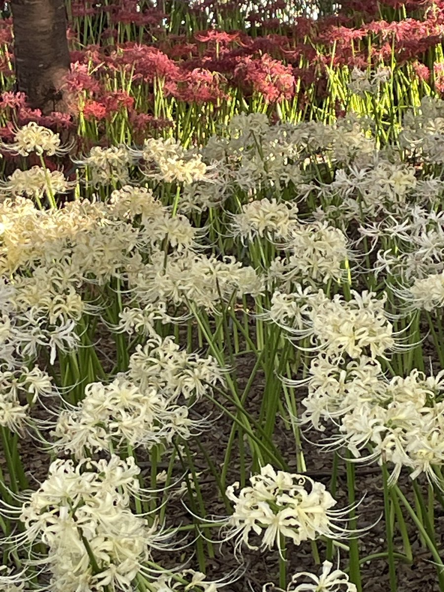 miminyankomi1's tweet photo. シャワハーでたくさんの温かいポストで賑わっていますが

植物部は創部8周年を10/6に迎えます。
いつもありがとうございます
どんどんぱふぱふ🎉

そこで今日から１週間程度よろしければ
#羽生クラスタ植物部8thアニバーサリー
タグをつけてつぶやいてくださると嬉しいです🌹

 #羽生クラスタ植物部 https://t.co/WkF9QXAj29