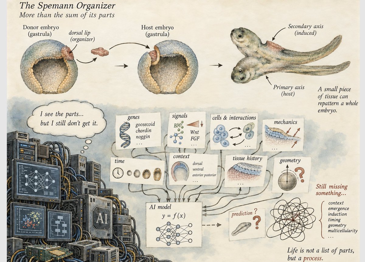 AMartinezArias's tweet photo. Recently, preparing a talk made me think @ the impact of AI in #DevBio and led me to ask AI what would it do to explain the SM #organizer expt just w/ data w/o conceptual input from human interpretation of experiments. Its answer below 🧵 https://t.co/D9YHkJN9Pl