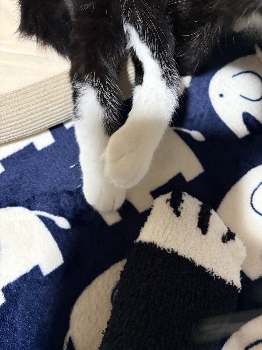 cibinyan's tweet photo. ちーたんとペアルックになれるソックス https://t.co/r5d7WNAw3P