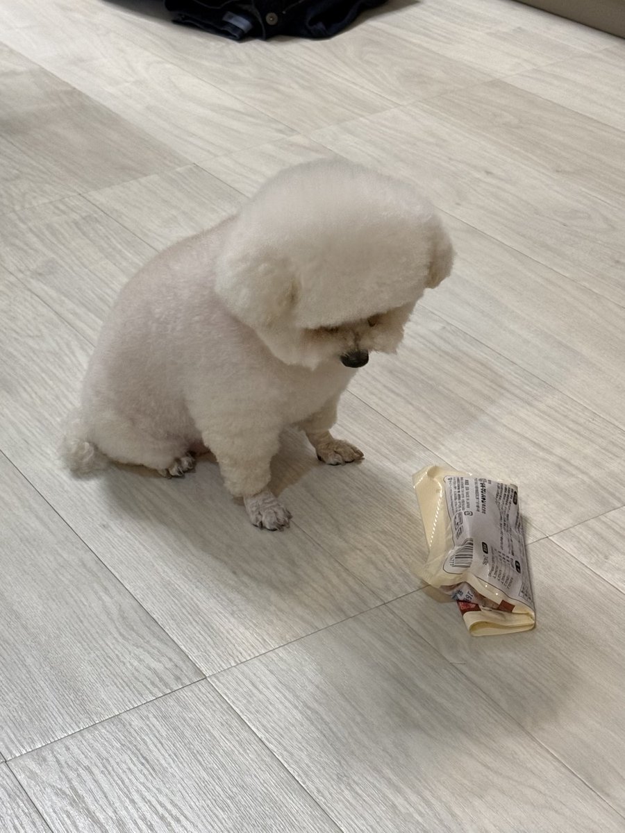 lily_mocha_days's tweet photo. 飼い主がしまい忘れたｵﾔﾂをｼﾞｯと凝視する犬 https://t.co/8zqa4opnJI