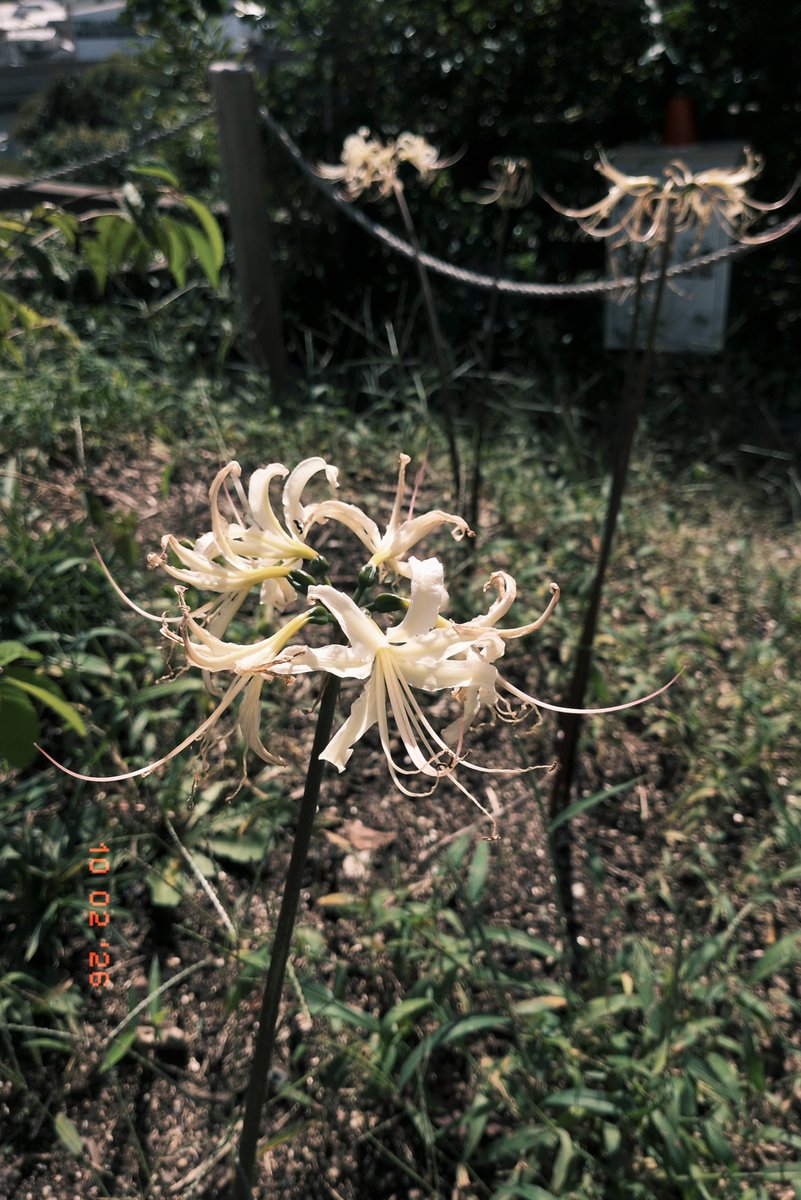 fumentohoshi's tweet photo. #彼岸花 #たんぽぽ #キキョウ
#TLをお花でいっぱいにしよう https://t.co/OcxiERB2gn