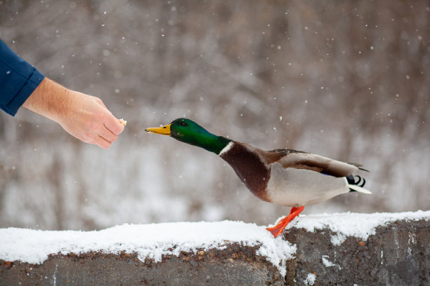 minzemong's tweet photo. “Lǚ Dèng yà is feeding the ducks! So cute  #fun”， https://t.co/55Tu0cUErB