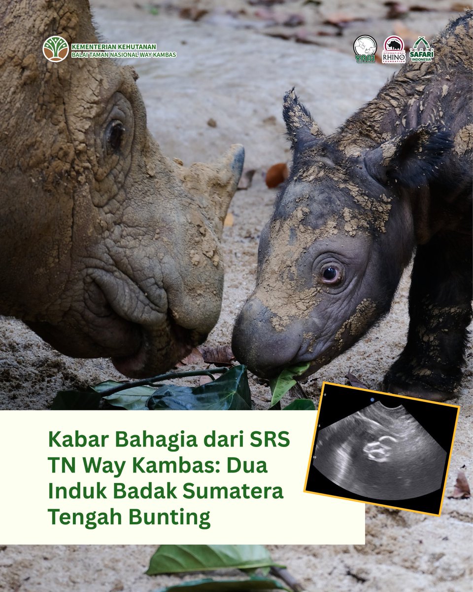 badak_indonesia's tweet photo. Kabar gembira dari Suaka Rhinp Sumatera Taman Nasional Way Kambas! https://t.co/etkhIVjVCh