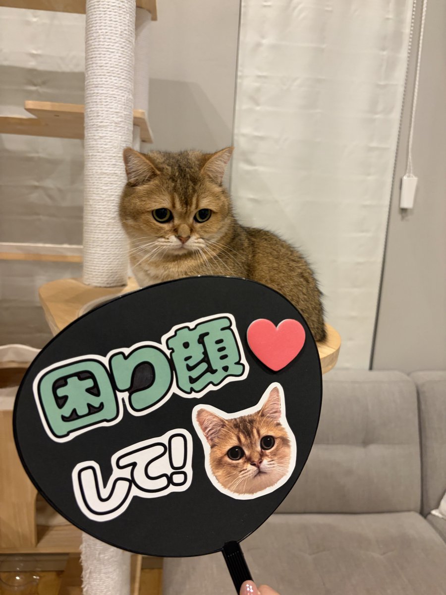 potechi_nikki's tweet photo. 本日の推し活
確定ファンサ貰えてあつい https://t.co/borFMgldTh