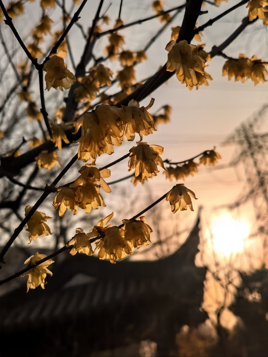 sexual_u's tweet photo. [Every brush of the cinnamony plum blossom binds a touch of warm sand under the sun, capturing the gentle poetry of small moments.]， https://t.co/DZZQTimdLn