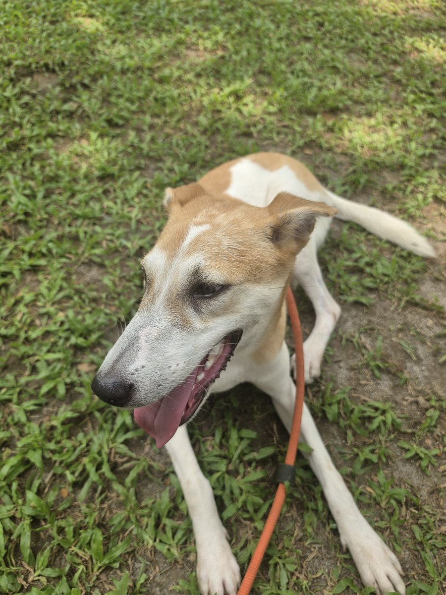 achimavis's tweet photo. Spent a very fulfilling day while celebrating JEONGHAN's birthday 🎂 🥳
Thank you for organizing this activity @zkdlscoups 🫶🩷
I hope every doggo had a great time din from Biyaya Rescue 🐶🐕
#playwithyoon
#하니생일_돌아왔쫑
#1004_JEONGHAN_Day
@pledis_17 https://t.co/a45HCwmGIv